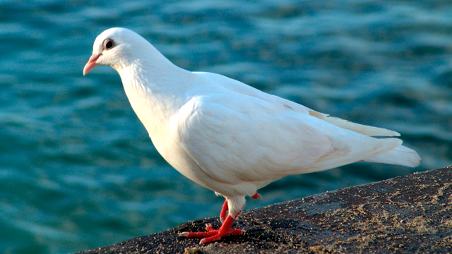 牠也懂twitter！（2005.01.11@美國夏威夷威基基海灘）